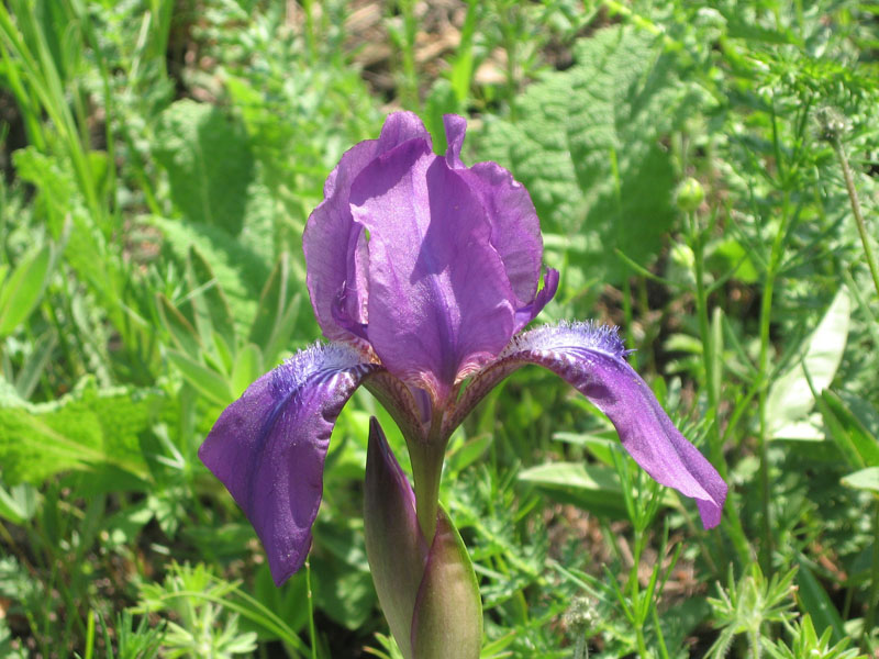 Image of Iris aphylla specimen.