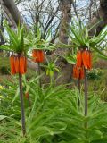 Fritillaria imperialis