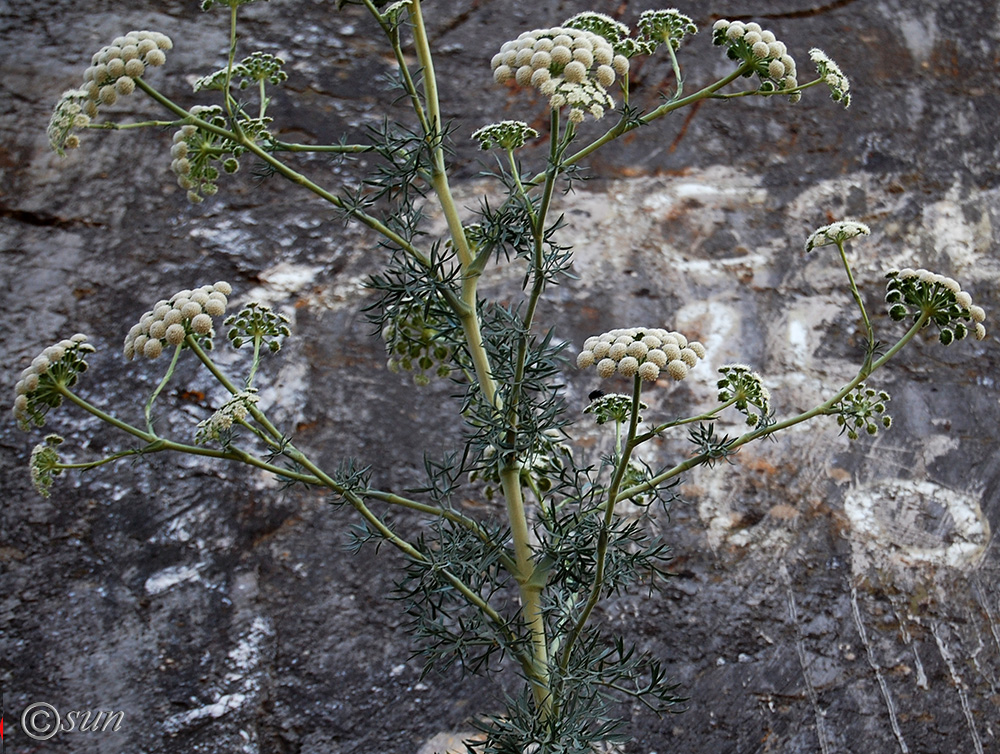 Image of Seseli gummiferum specimen.