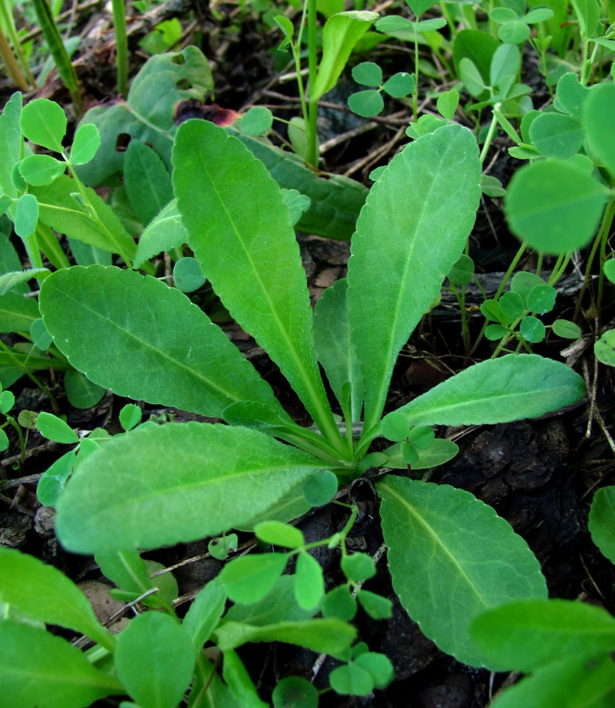 Изображение особи Campanula patula.