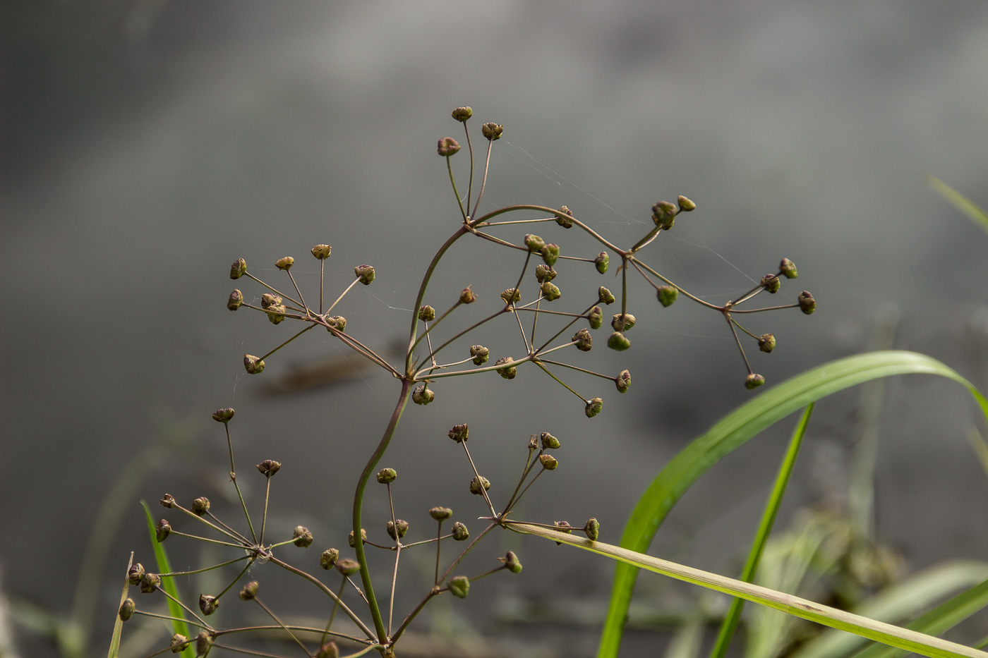 Image of Alisma plantago-aquatica specimen.