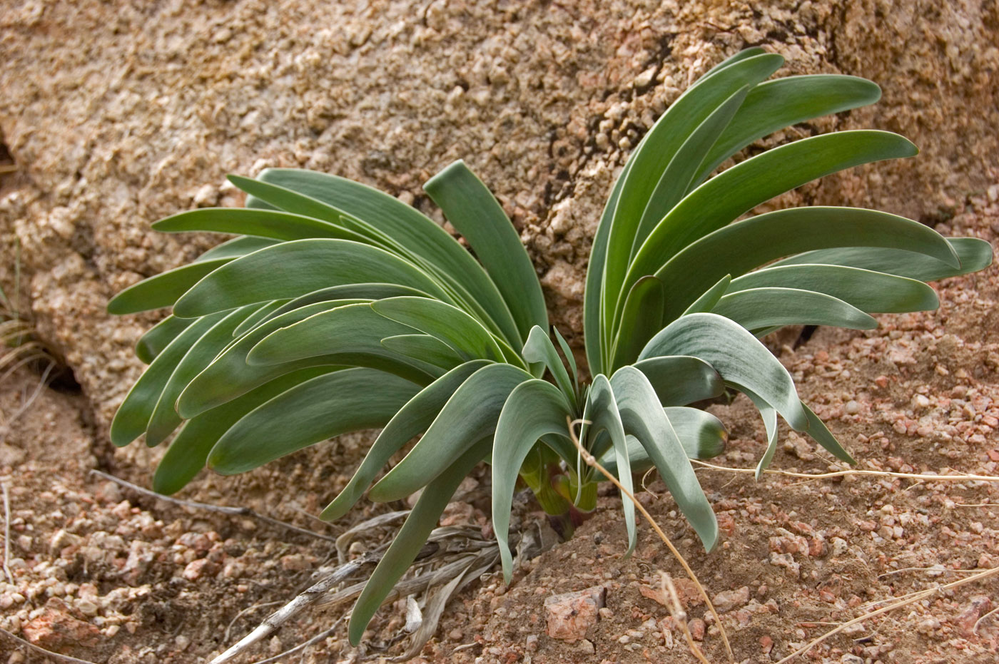 Изображение особи Allium carolinianum.