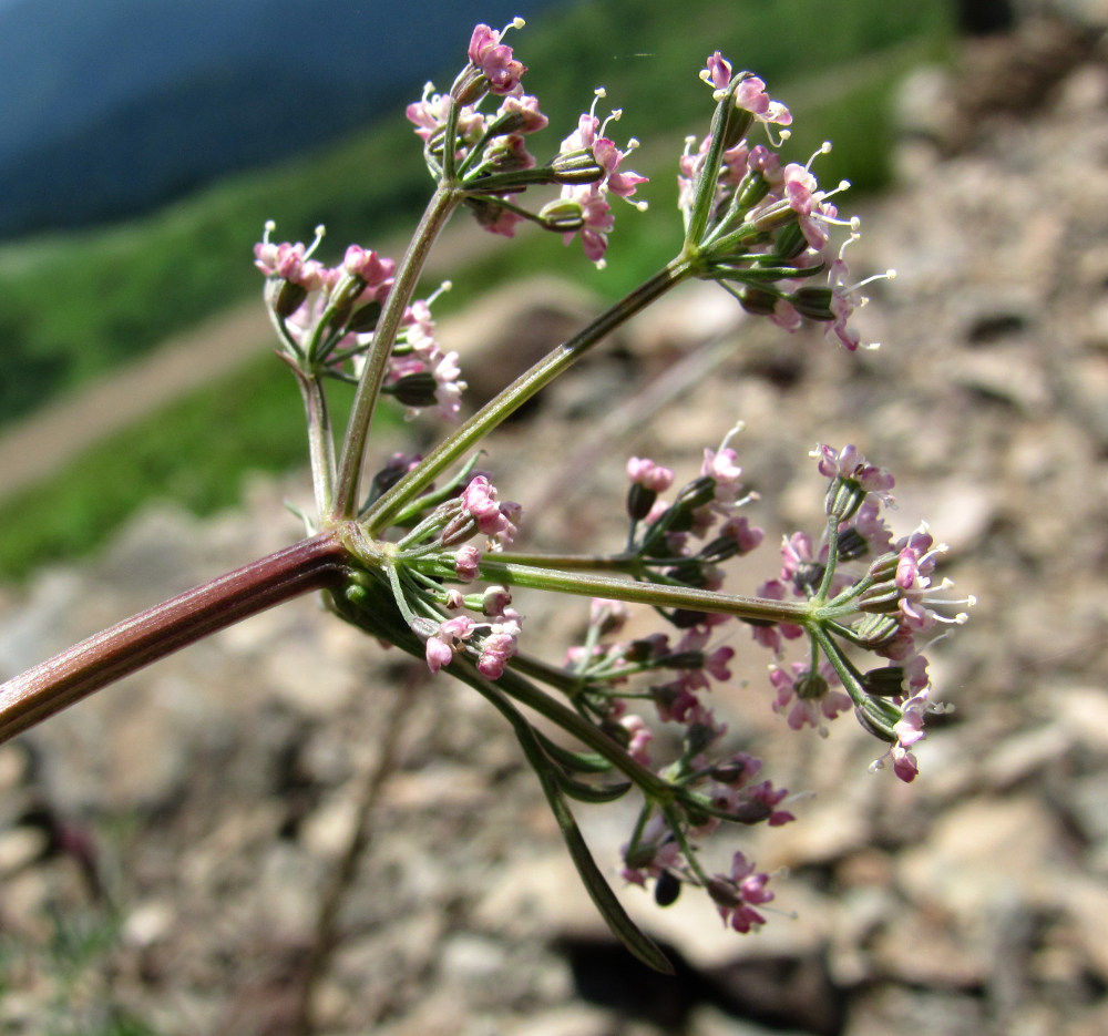 Image of Seseli alpinum specimen.