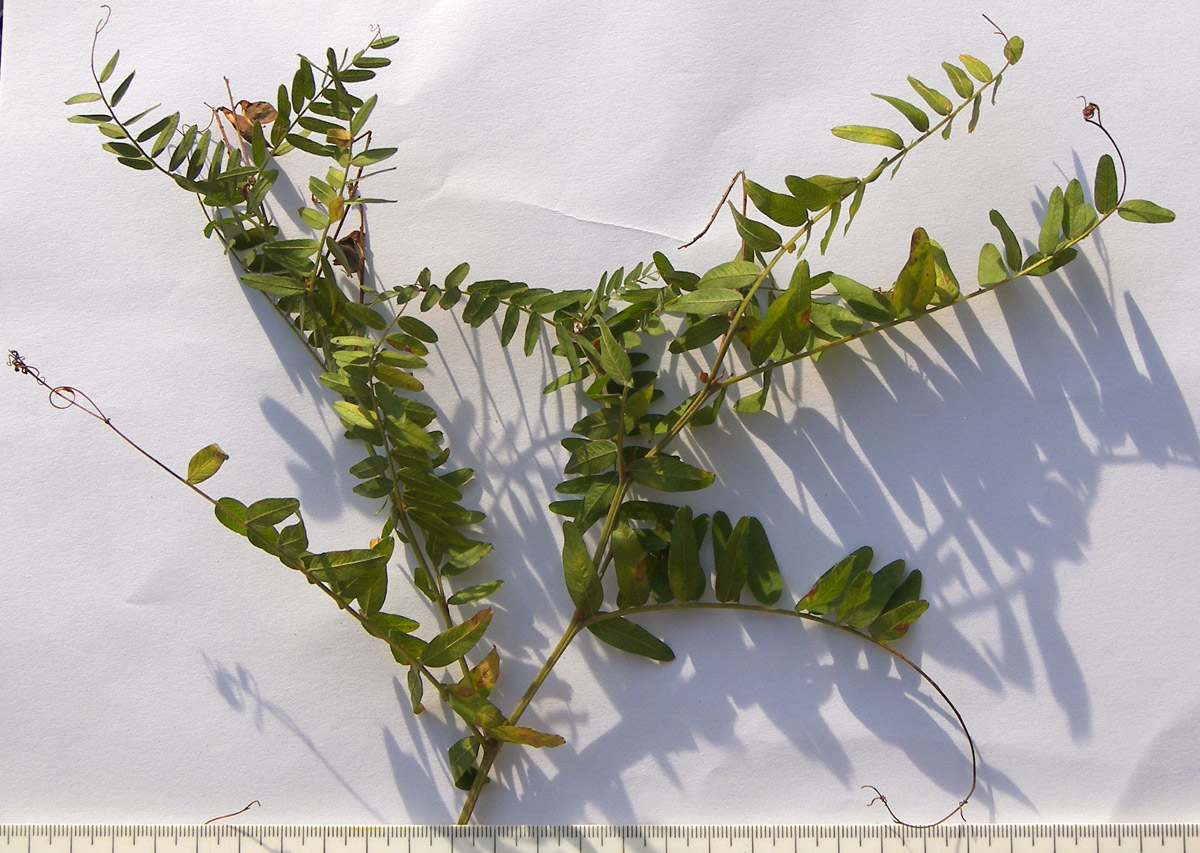 Image of Vicia cassubica specimen.