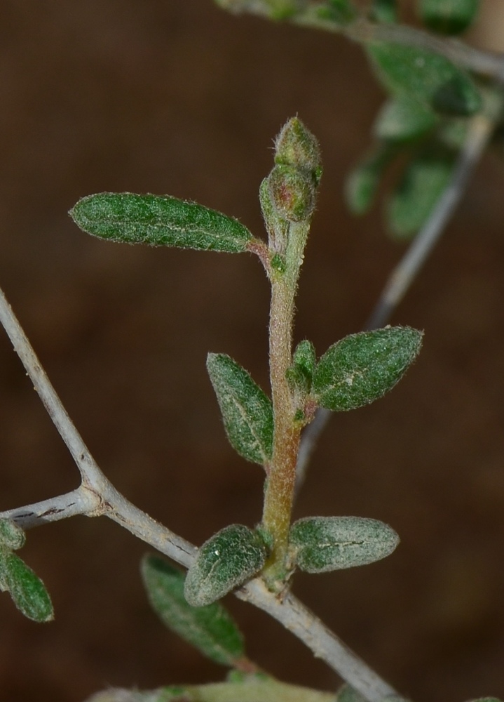 Image of Helianthemum sancti-antonii specimen.