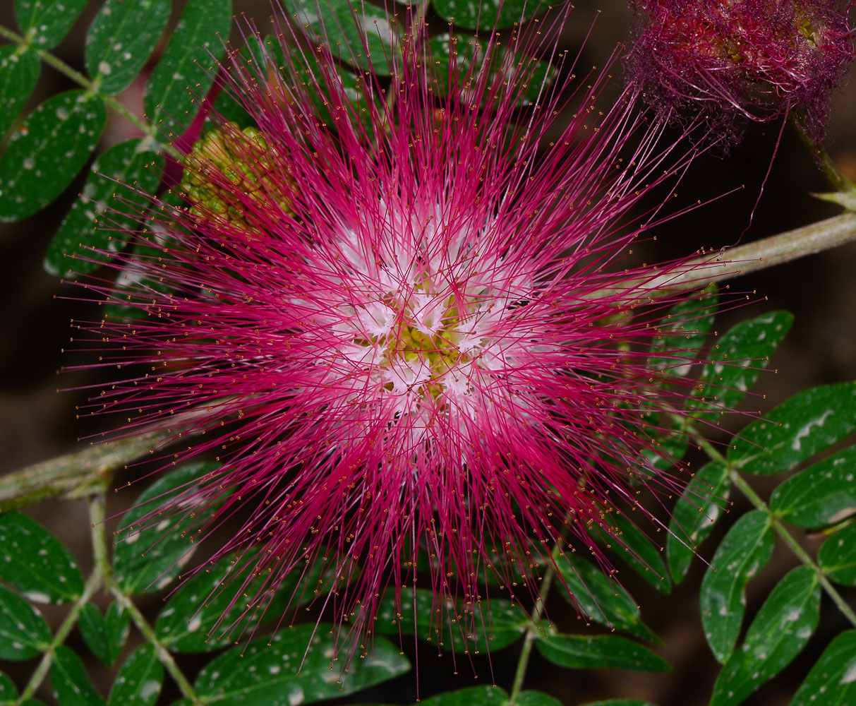 Изображение особи Calliandra haematocephala.