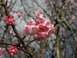 Viburnum farreri. Соцветие. Нидерланды, Гронинген, парк Stadspark, в культуре. 21 марта 2010 г.