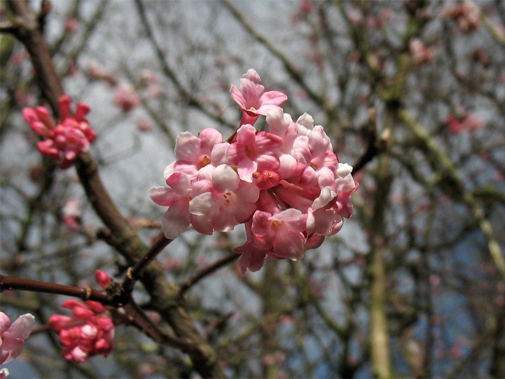 Image of Viburnum farreri specimen.