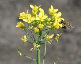 Brassica rapa. Соцветие с подлетающей пчелой медоносной (Apis mellifera L.). Восточный Казахстан, Уланский р-н, с. Украинка, дачный участок. 04.06.2010.