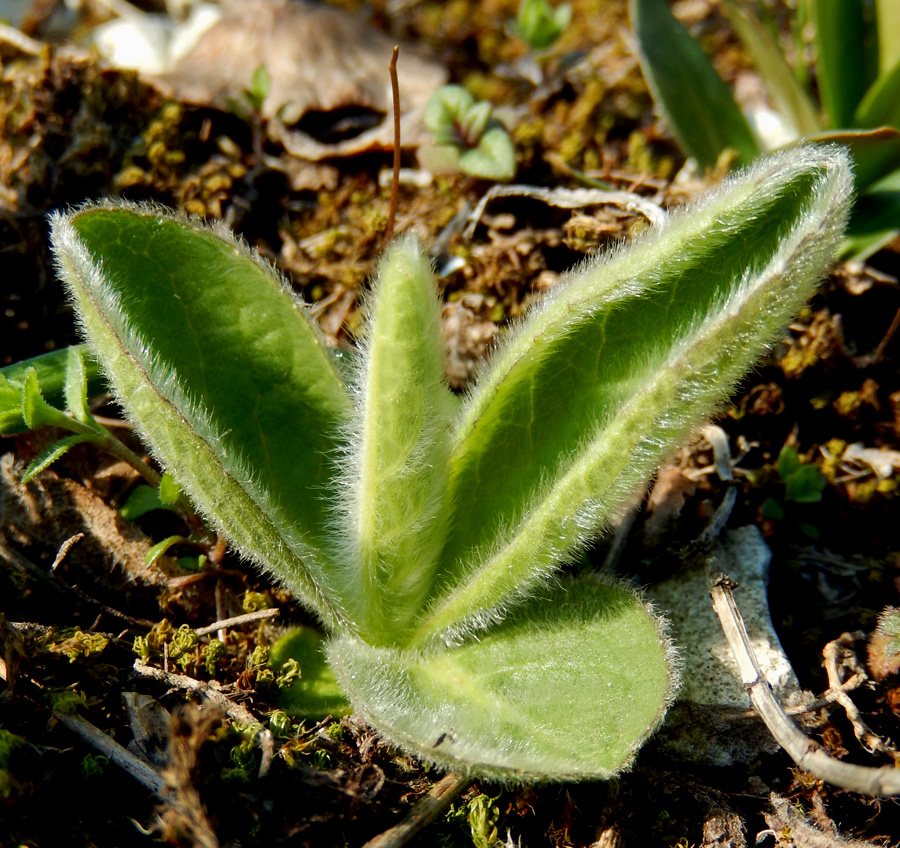 Image of Inula oculus-christi specimen.