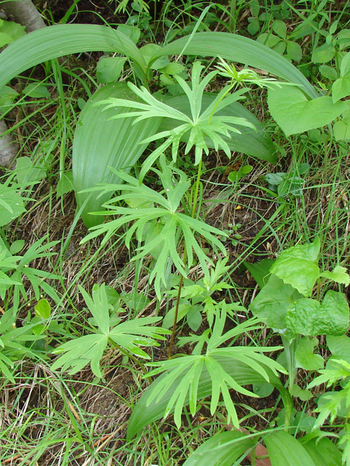 Image of Aconitum ambiguum specimen.