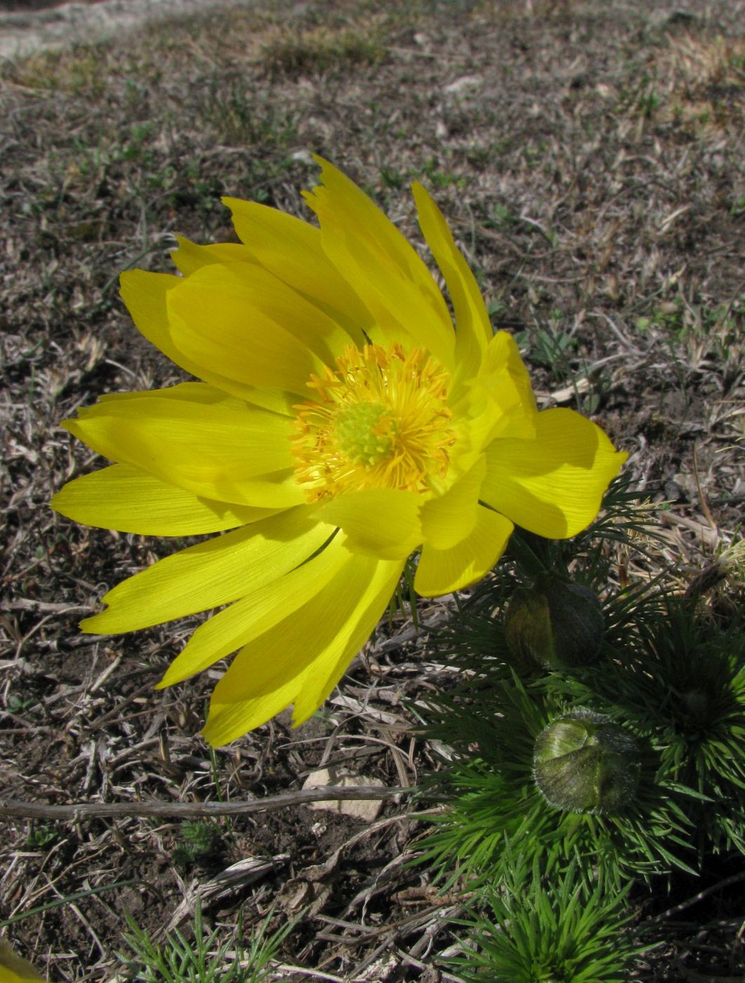 Изображение особи Adonis vernalis.