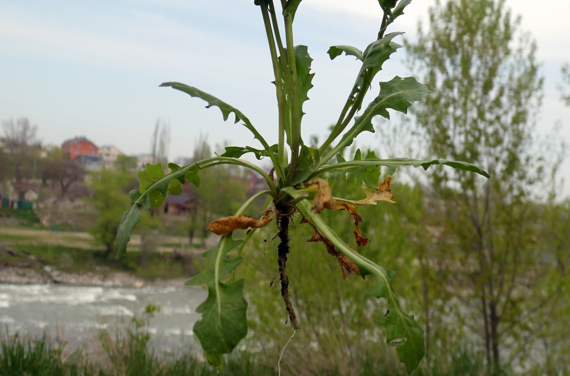 Изображение особи Calepina irregularis.