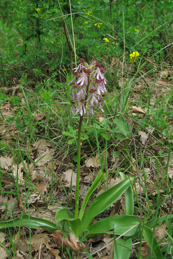 Image of Orchis &times; angusticruris specimen.