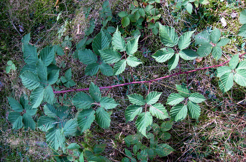 Изображение особи Rubus orthostachys.