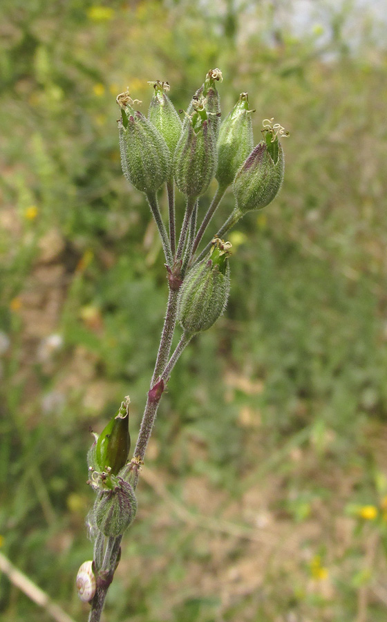 Изображение особи Silene hellmannii.