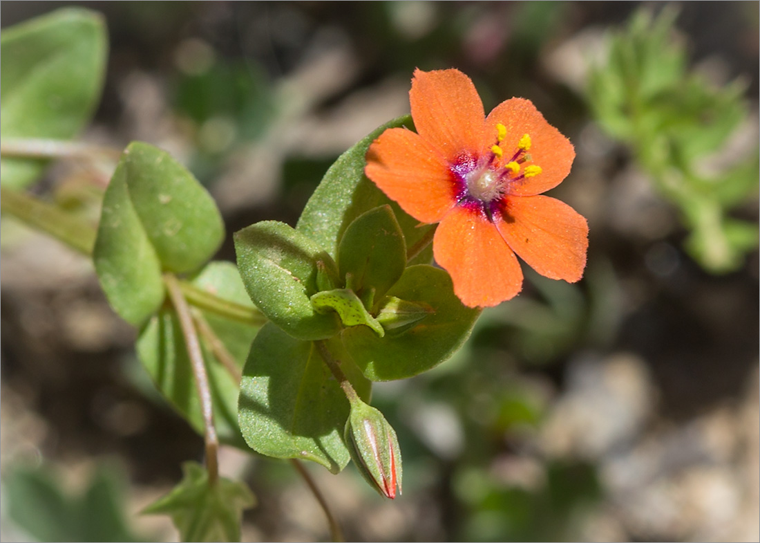 Image of Anagallis arvensis specimen.