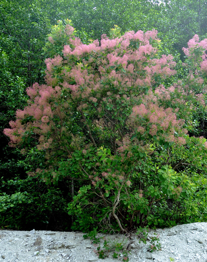 Изображение особи Cotinus coggygria.