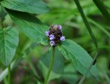 Prunella vulgaris. Верхушка побега с соцветием. Московская обл., окр. г. Железнодорожный, опушка смешанного леса. 19.06.2016.