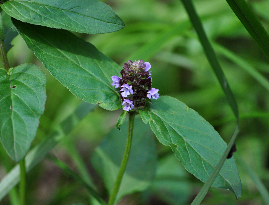 Image of Prunella vulgaris specimen.