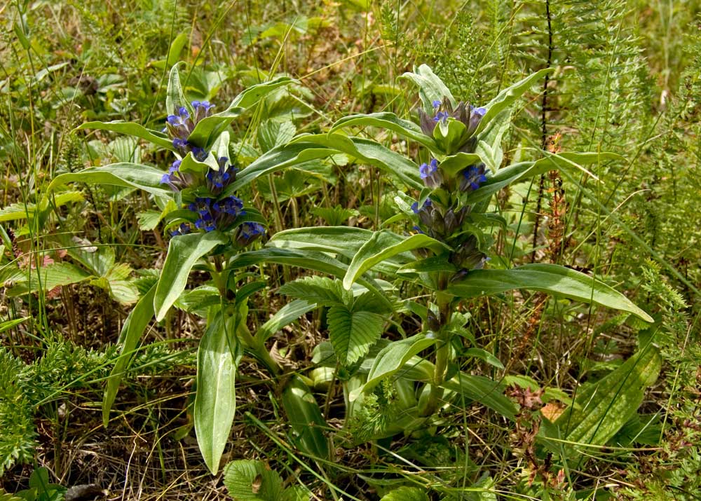 Image of Gentiana cruciata specimen.