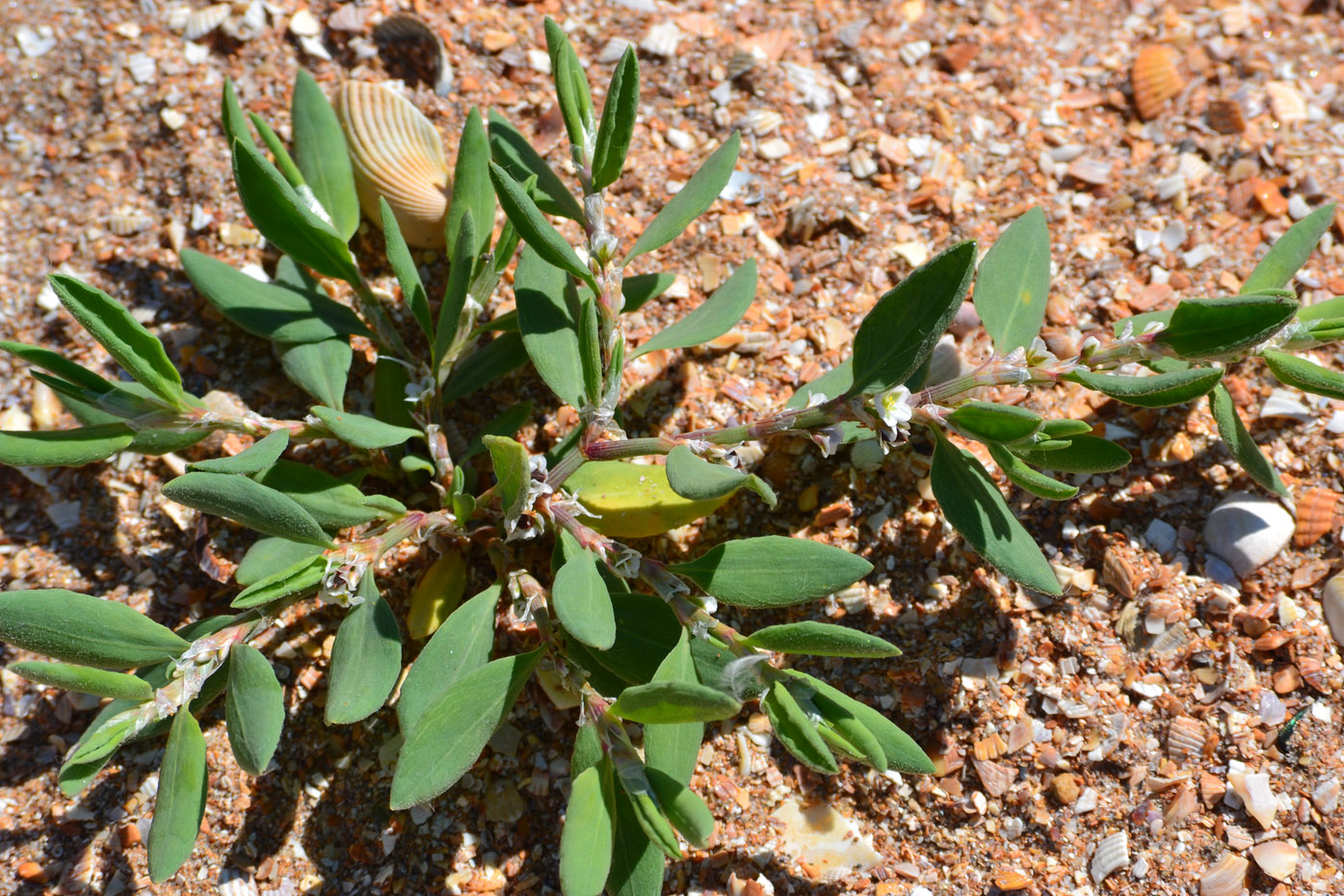 Image of Polygonum maritimum specimen.