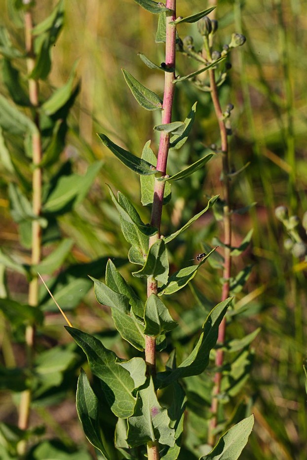 Image of Hieracium robustum specimen.