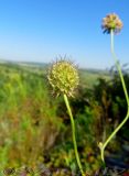 Scabiosa ochroleuca