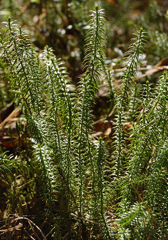 Image of Lycopodium annotinum specimen.