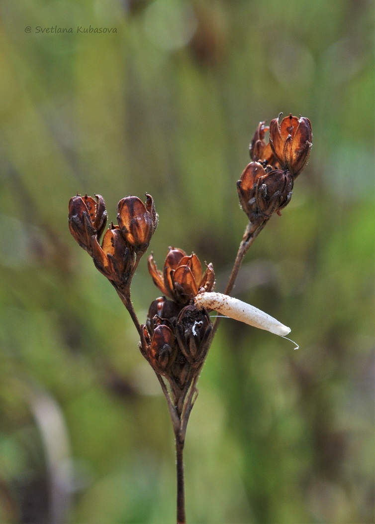 Image of Juncus compressus specimen.