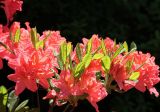 Rhododendron molle подвид japonicum. Побеги с соцветиями. Санкт-Петербург, Ботанический сад БИН РАН. 10.06.2015.