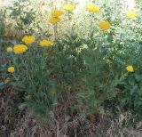 Achillea filipendulina