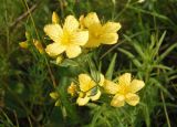 Hypericum elegans. Соцветие с цветками и бутонами. Украина, Запорожский р-н, Дурная балка, разнотравная степь. 18.06.2016.