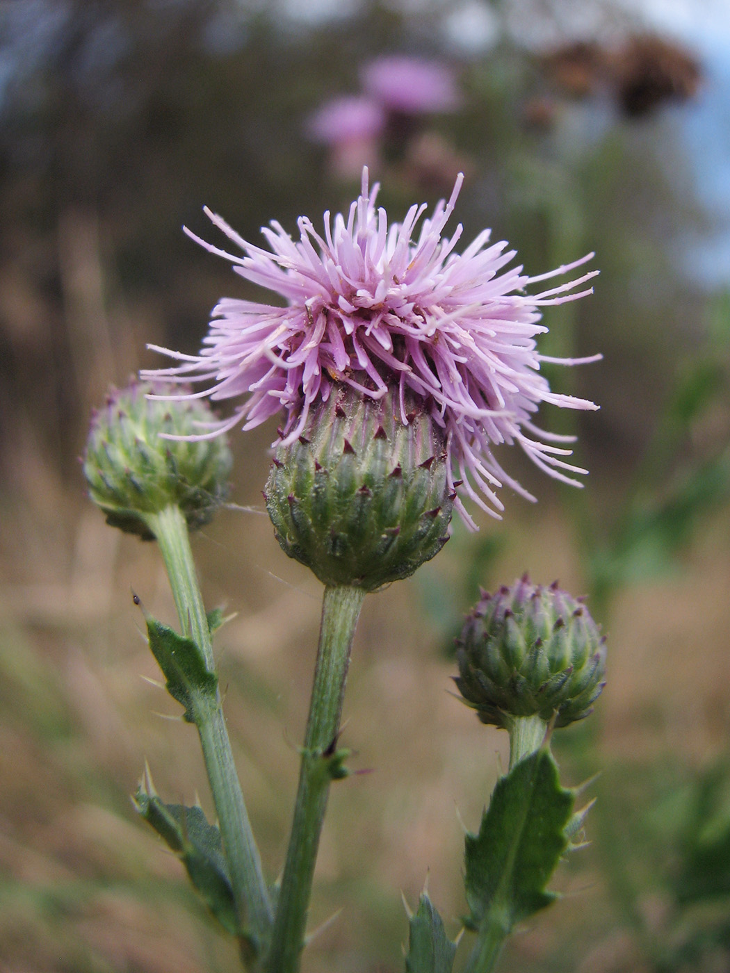 Image of Cirsium setosum specimen.