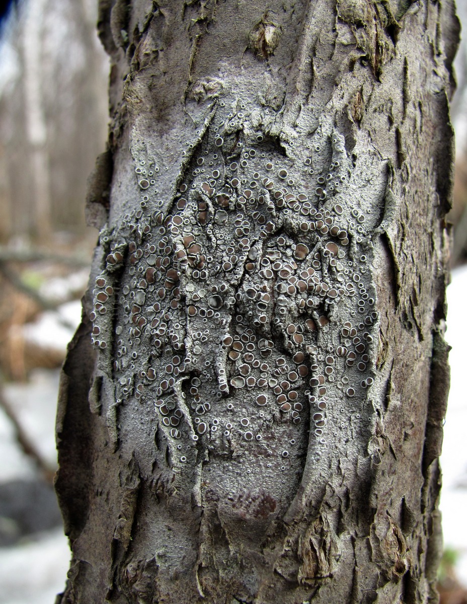 Image of genus Lecanora specimen.