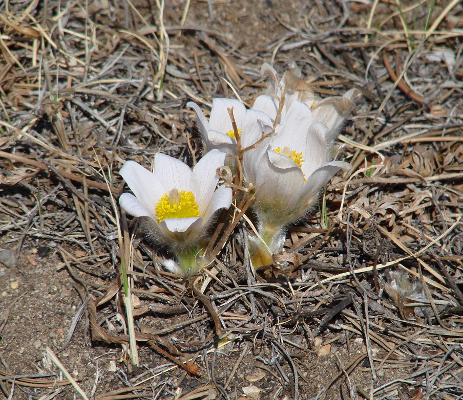 Изображение особи Pulsatilla turczaninovii.