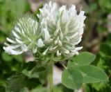 род Trifolium