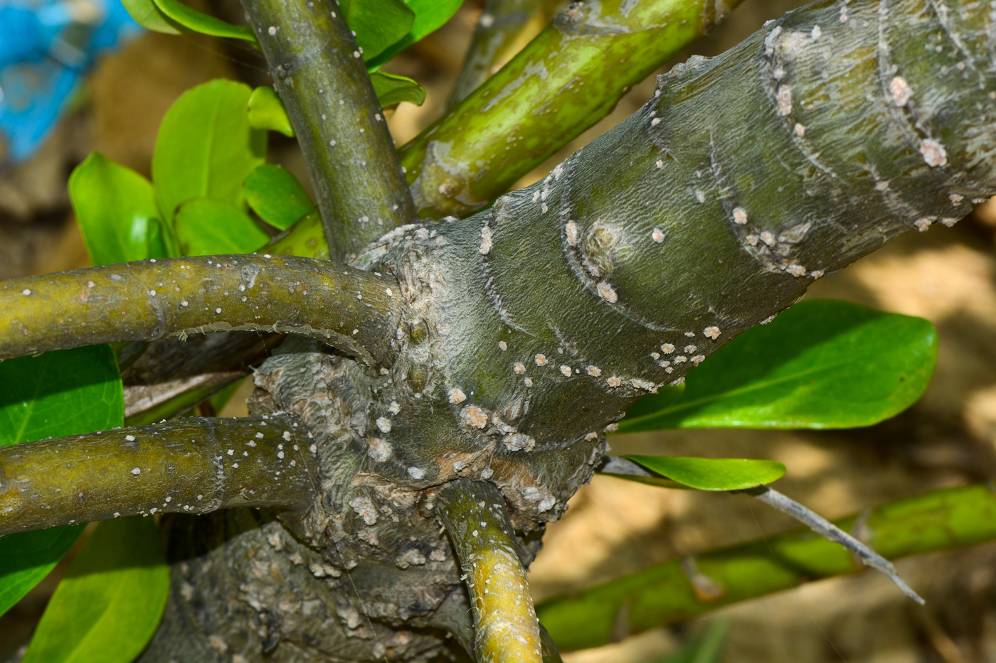 Image of Scaevola taccada specimen.