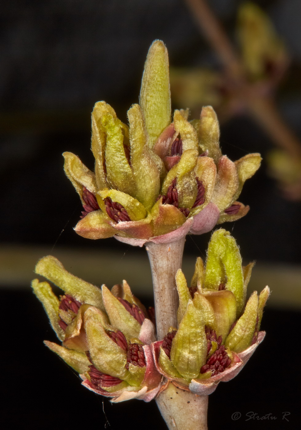 Image of Acer negundo specimen.