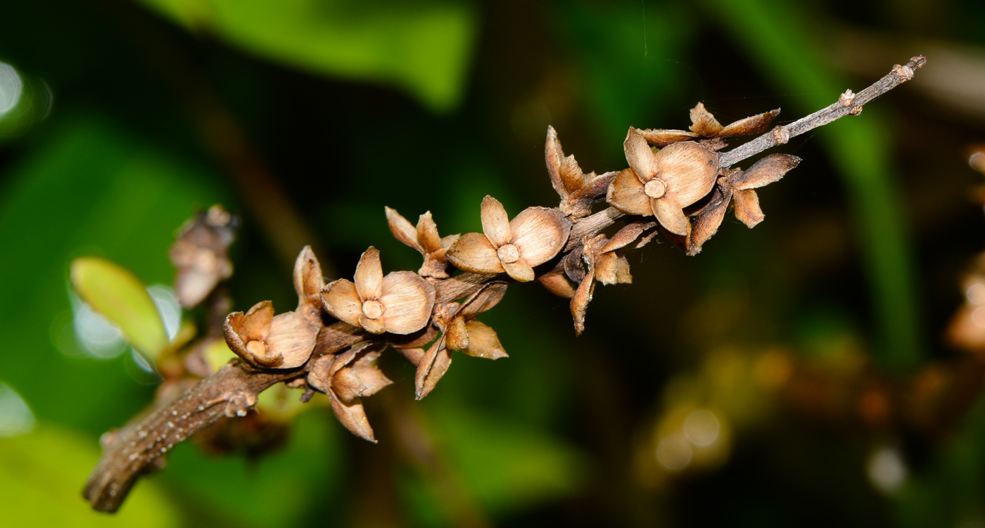 Изображение особи Acanthus ilicifolius.