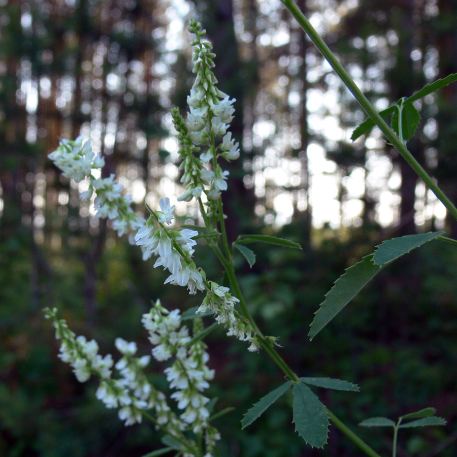 Image of Melilotus albus specimen.