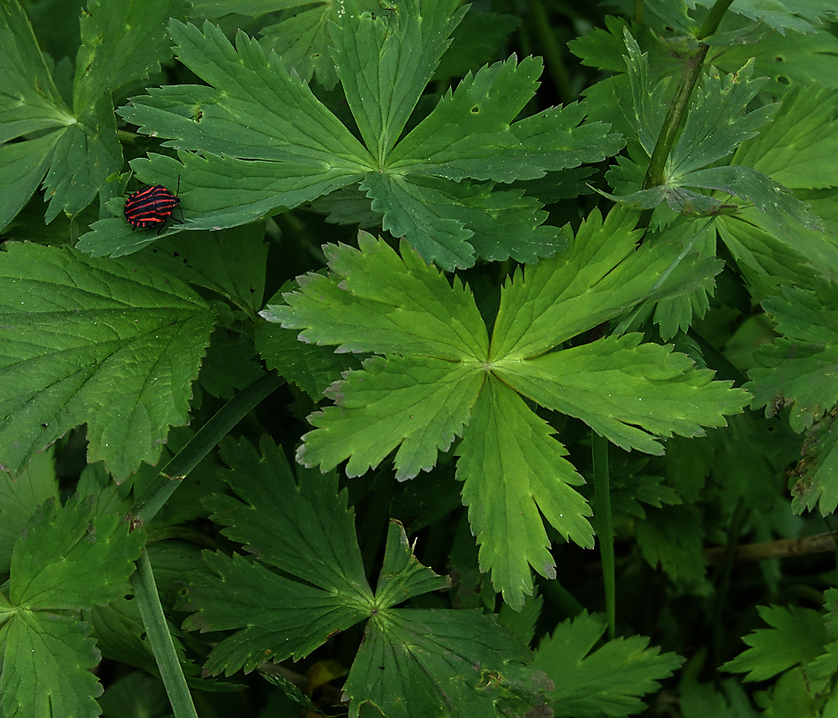 Image of Trollius europaeus specimen.