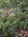 Quercus petraea. Ветви молодого дерева с плодами, видны ветви Juniperus deltoides, вдали Juniperus excelsa. Крым, окр. г. Судак, гора Перчем, низина ЮВ склона. 01.10.2014.