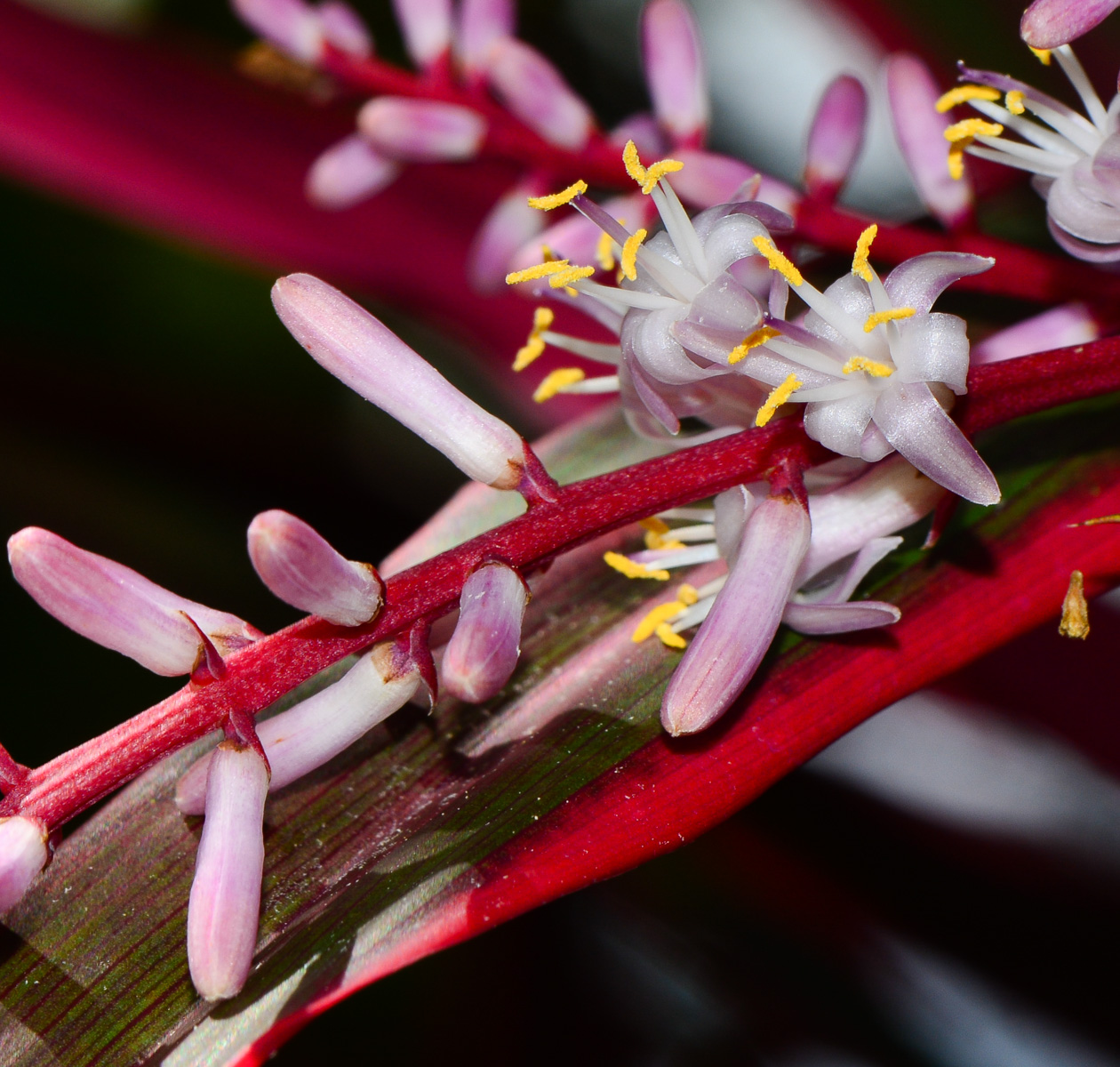 Image of Cordyline fruticosa specimen.