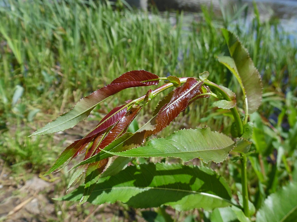 Изображение особи Salix triandra.