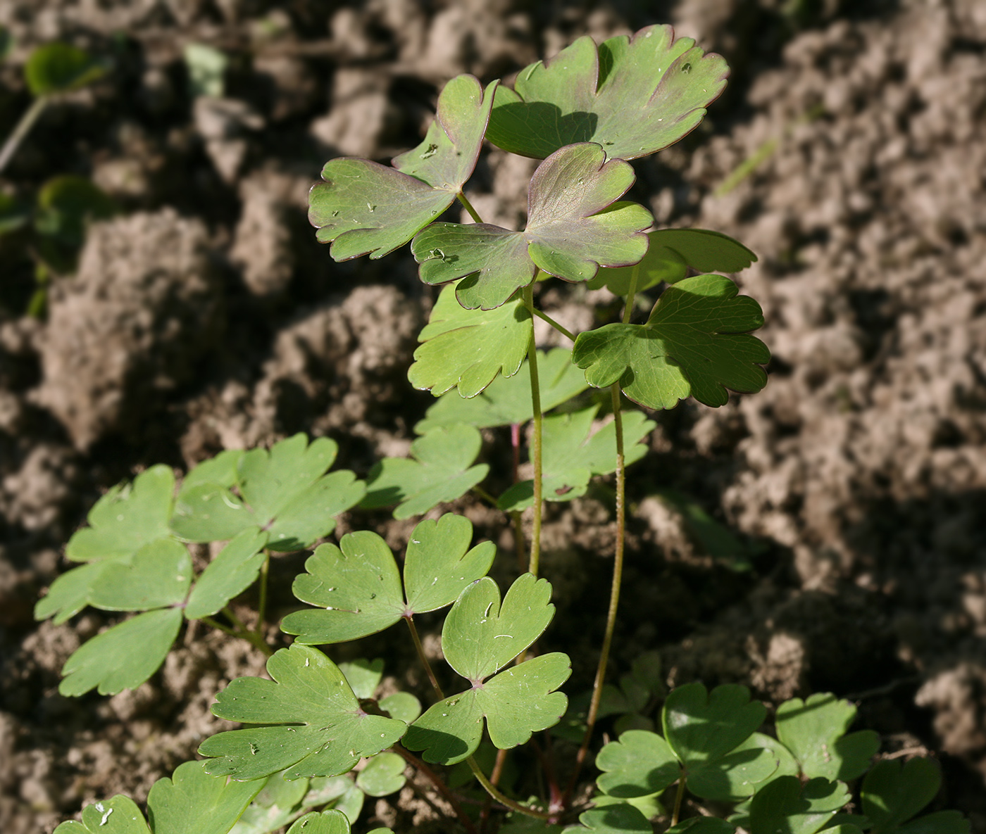 Image of Aquilegia flabellata specimen.