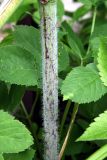 Chaerophyllum prescottii