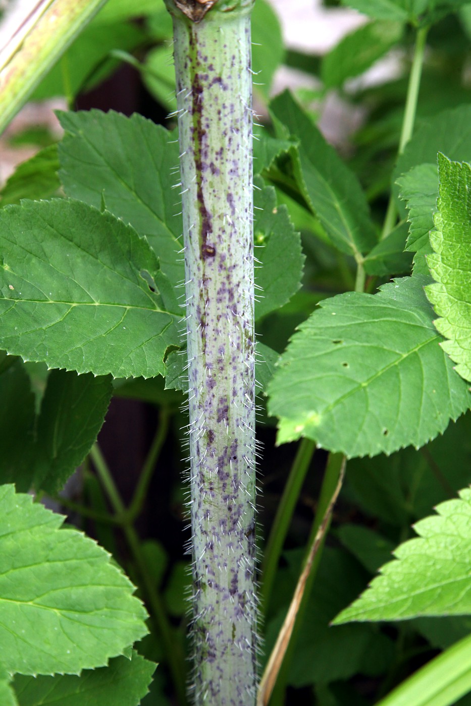 Image of Chaerophyllum prescottii specimen.