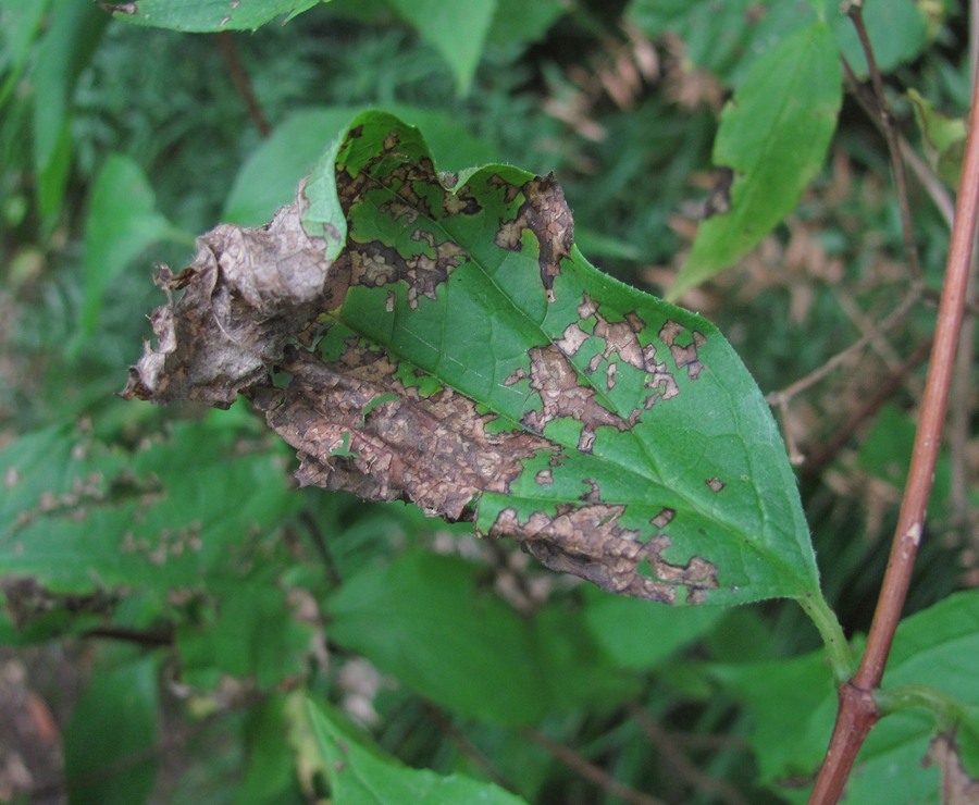 Image of Philadelphus caucasicus specimen.