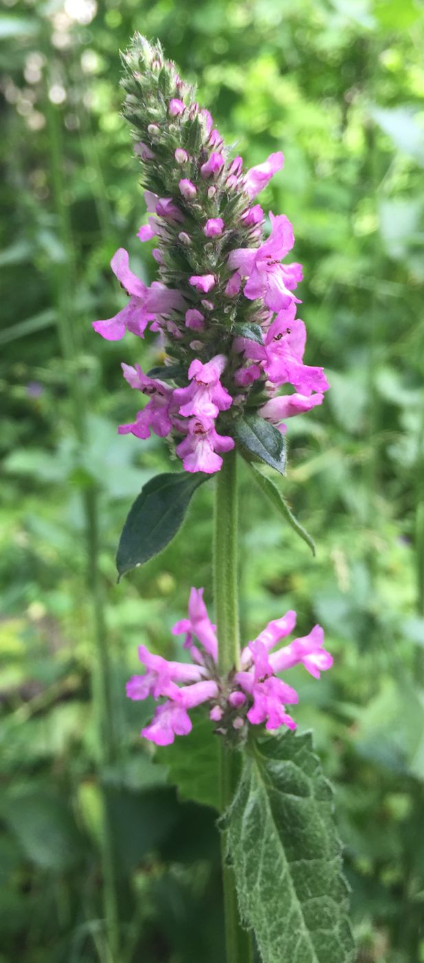 Image of Betonica officinalis specimen.